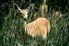 White-tailed Deer (Odocoileus virginianus)