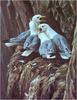 [Animal Art - Robert Bateman] Black-legged Kittiwake nest (Rissa tridactyla)