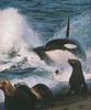 Killer whale attacks Fur Seal herd.