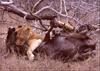 African Lion, Natural Born Killer