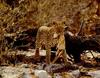 African Leopard hunted Dik-dik antelope
