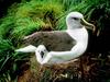 Grey-headed Albatross and chick (Diomedea chrysostoma)