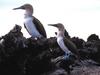 Blue-footed Booby pair (Sula nebouxii)