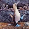 [Animal Art] Blue-footed Booby (Sula nebouxii)  & Marine Iguanas