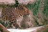 African Leopard mother and cub (Panthera pardus)