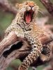 African Leopard yawning (Panthera pardus)