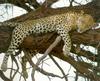African Leopard sleeping (Panthera pardus)