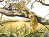 [Animal Art] African Leopards (Panthera pardus)