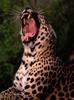 African Leopard big yawn (Panthera pardus)