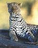 African Leopard (Panthera pardus)