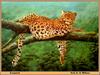 [Animal Art - Eric F. J. Wilson] African Leopard (Panthera pardus)