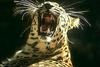 African Leopard (Panthera pardus)