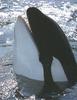 Killer Whale (Orcinus orca)  spy-hopping