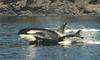 Killer Whale mother and calf (Orcinus orca)