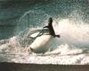 Killer Whale (Orcinus orca) , the natural born hunter