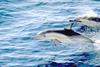 Common Dolphins (Delphinus delphis)