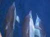 Common Dolphins (Delphinus delphis)