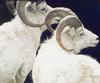 Dall Sheep rams (Ovis dalli)