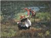 Caribou shedding (Rangifer tarandus)