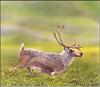 [Animal Art] Dawson Caribou (Rangifer tarandus dawsoni)