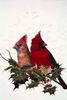 [Animal Art] Northern Cardinals (Cardinalis cardinalis)