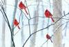 Northern Cardinal flock (Cardinalis cardinalis)
