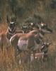 Pronghorn family (Antilocapra americana)