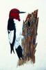 [Animal Art] Red-headed Woodpecker (Melanerpes erythrocephalus)