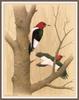 [Animal Art - William Zimmerman] Red-headed Woodpecker (Melanerpes erythrocephalus)