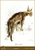 [Animal Art - Carl Brenders] Caracal (Caracal caracal)