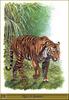 [Animal Art - R. Dallet] Sumatran Tiger (Panthera tigris sumatrae)