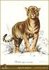 [Animal Art - Carl Brenders] Sumatran Tiger (Panthera tigris sumatrae)