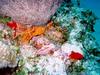 [Underwater] Rockfish camouflage
