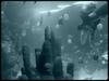 [Underwater] Aquarium tank