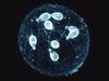 [Underwater Microorganism] radiolarian