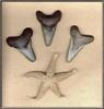 [Underwater] Shark Teeth & Sea Star