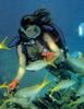 [Underwater Scuba Diving] Lady & Yellowtail Snapper school