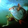 [Underwater Scuba Diving] Snorkeler & fish