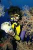 [Underwater Scuba Diving] Lady & Cowfish