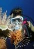 [Underwater Scuba Diving] Lady & Lionfish