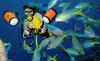[Underwater Scuba Diving] Lady & Yellowtail Snapper school