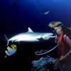 [Underwater Scuba Diving] Feeding White-tip Reef Shark