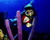 [Underwater Scuba Diving] Lady & Tube Sponges