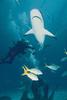 [Underwater Scuba Diving] Divers & Sharks
