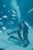 [Underwater Scuba Diving] Divers & Sharks