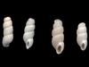 [Tasmanian Sea Shells] Acmea scalarina
