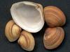 [Tasmanian Sea Shells] Anapella cycladea