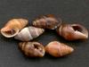 [Tasmanian Sea Shells] Austromitra analogica