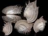 [Tasmanian Sea Shells] Bassina Callanaitis disjecta