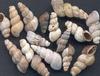 [Tasmanian Sea Shells] Coxiella striata